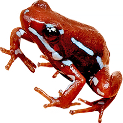 Rio Saladillo Frog